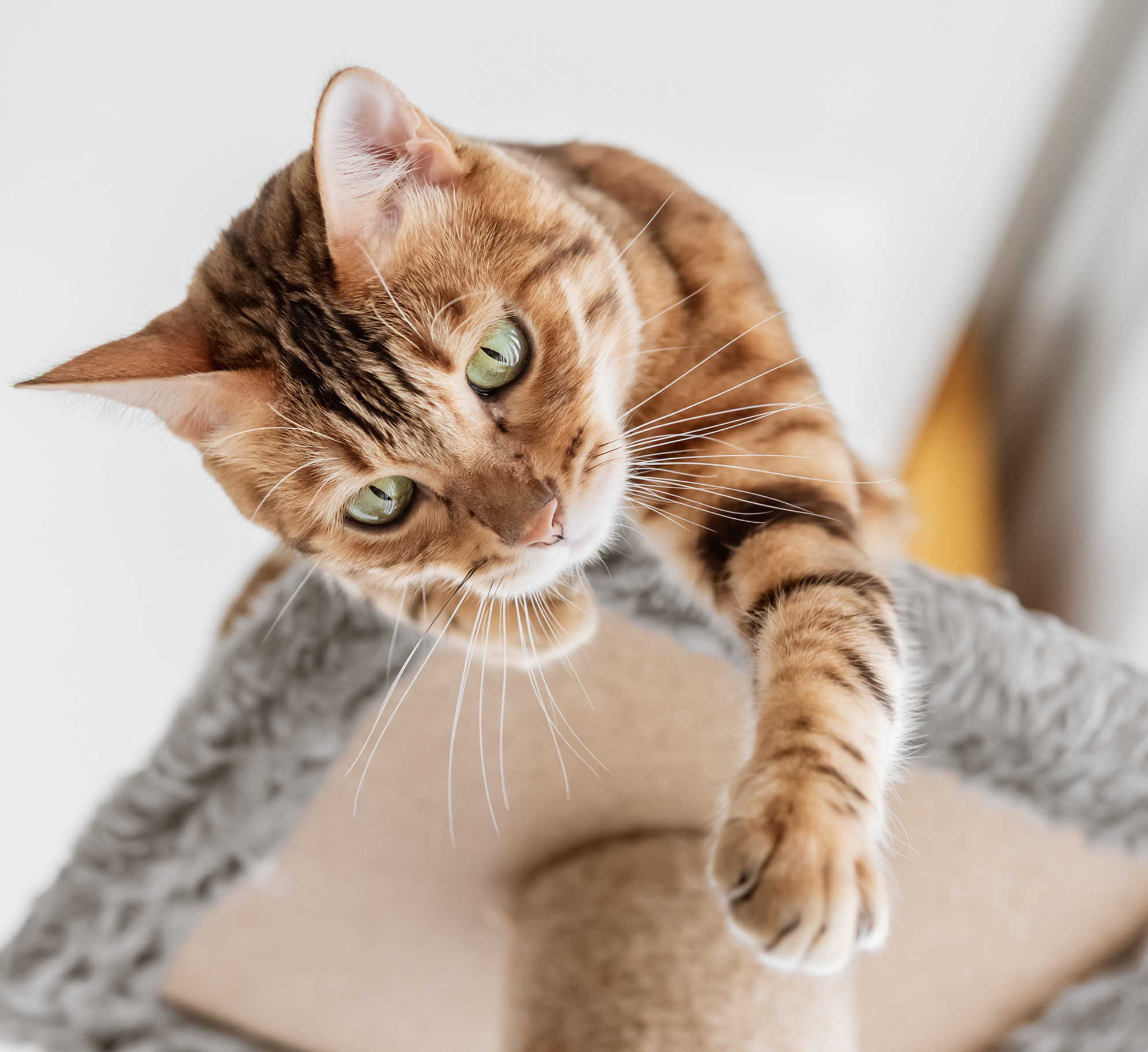 Cat Reaching down from Treetop Bed