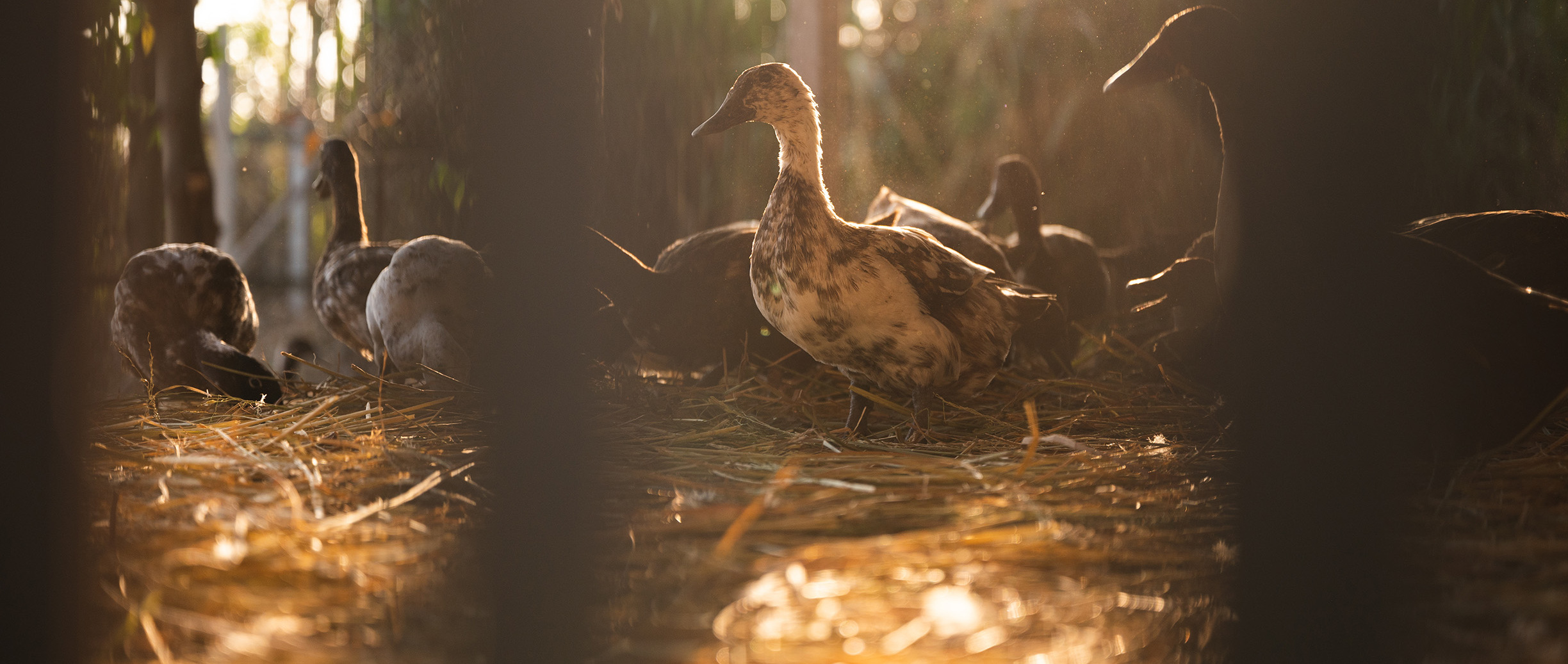 Ducks Walking Through Woodland at Sunrise