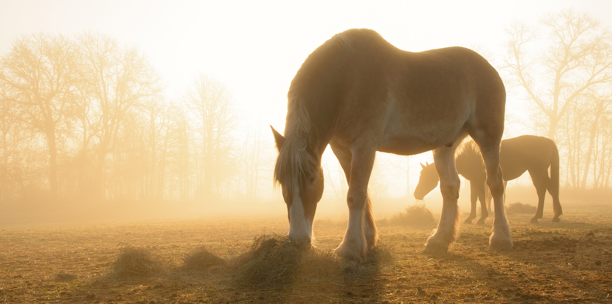 Horses Eating Hay in Field at Sunset