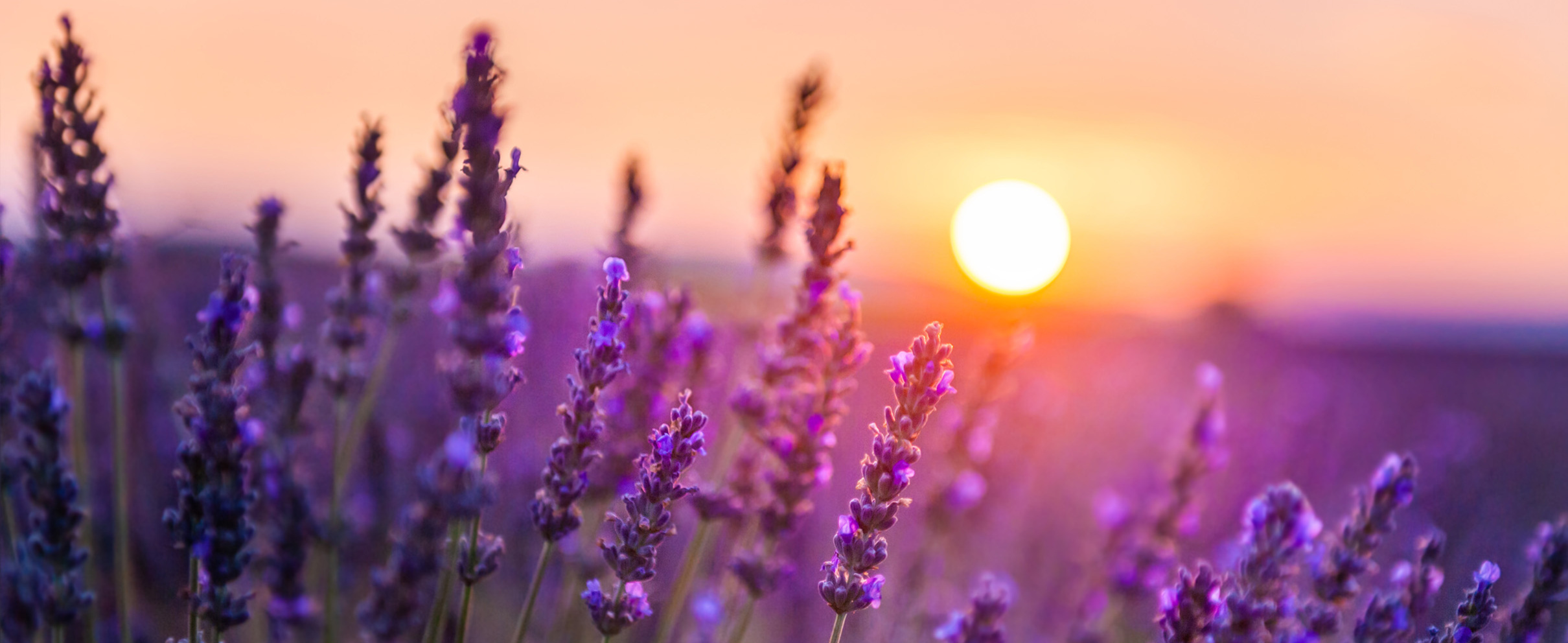 Sunsetting over a Lavender Field