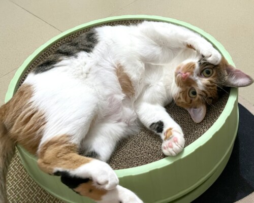 Cat lying in Basket