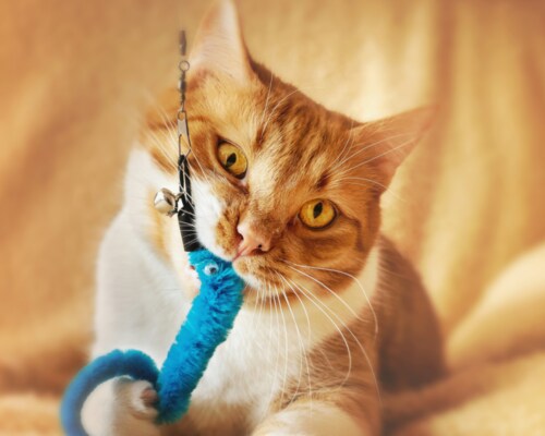 Cat Playing with a Toy