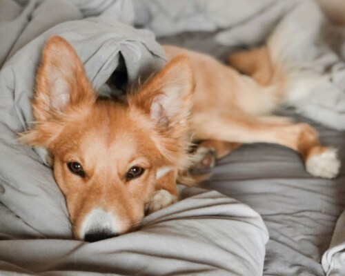 Dog lying in bed