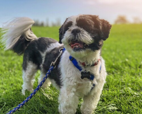 Dog in a Field