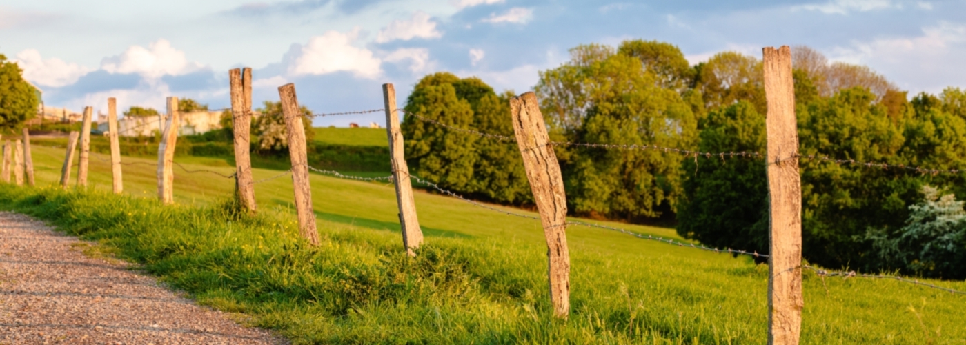 Beautiful shot of the road through the field surrounded by trees