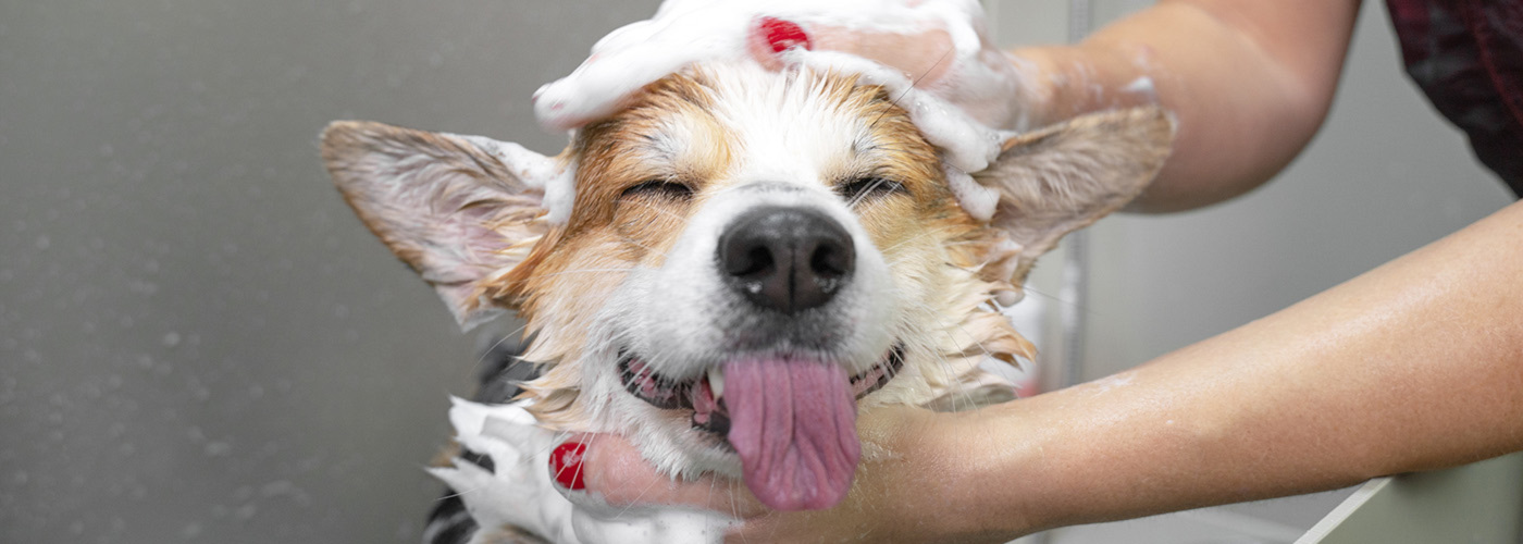 Dog being washed ready for grooming