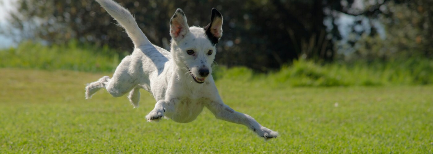 Dog Leaping in Field