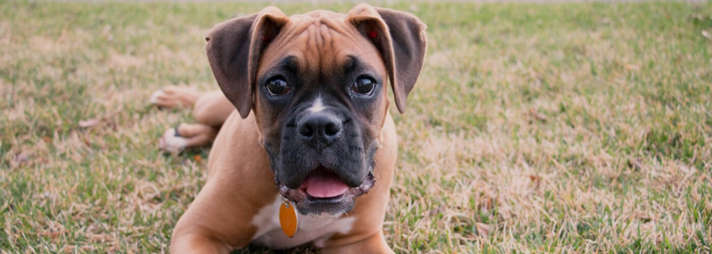 Puppy Lying Down on Grass